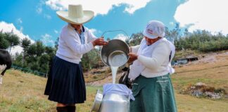 Midagri fortalece la cadena lechera con inversión y capacitación a ganaderos Midagri fortalece la cadena lechera con inversión y capacitación a ganaderos