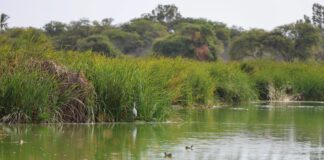 Humedal de Santa Julia: modelo de desarrollo sostenible y empleo formal en Piura Humedal de Santa Julia: modelo de desarrollo sostenible y empleo formal en Piura