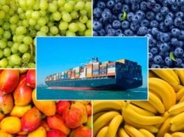 Agroexportaciones peruanas aumentan 24.5% y suman US$ 3,594 millones al cierre de abril de 2025 Agroexportaciones peruanas aumentan 24.5% y suman US$ 3,594 millones al cierre de abril de 2025