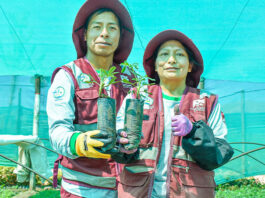 Cusco instalará 30 millones de plantones nativos hasta 2027 Cusco instalará 30 millones de plantones nativos hasta 2027