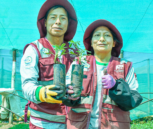 Cusco instalará 30 millones de plantones nativos hasta 2027 Cusco instalará 30 millones de plantones nativos hasta 2027