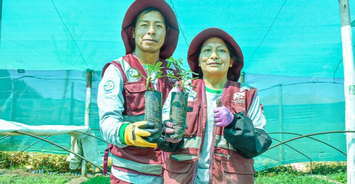 Cusco instalará 30 millones de plantones nativos hasta 2027