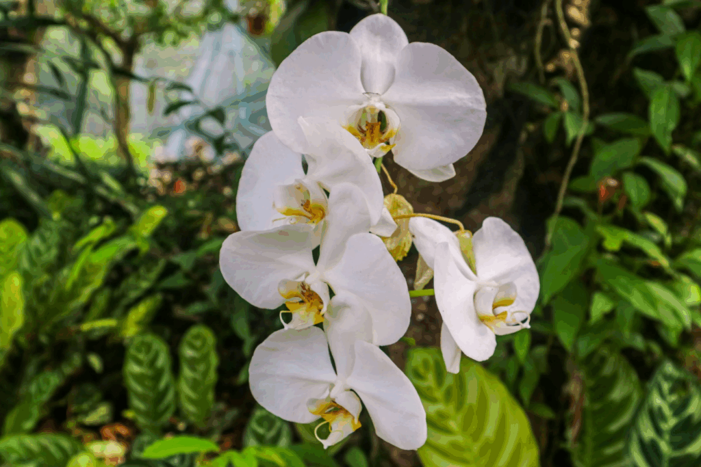 Comisión Agraria del Congreso de la República propone creación del “Día Nacional de la Orquídea”