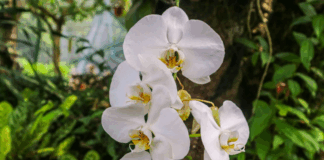 Congreso de la República propone creación del “Día Nacional de la Orquídea” Comisión Agraria del Congreso de la República propone creación del “Día Nacional de la Orquídea”