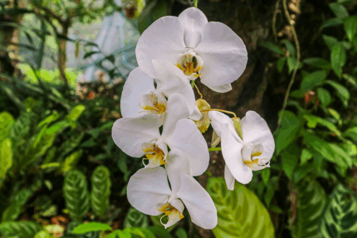Comisión Agraria del Congreso de la República propone creación del “Día Nacional de la Orquídea”