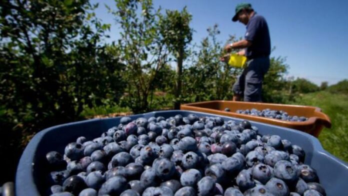 Arándanos: crecen exportaciones en el hemisferio sur y Perú mantiene el primer lugar