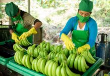 Gobierno Regional Piura diseña proyectos para impulsar cultivos de papa y banano Gobierno Regional Piura diseña proyectos para impulsar cultivos de papa y banano