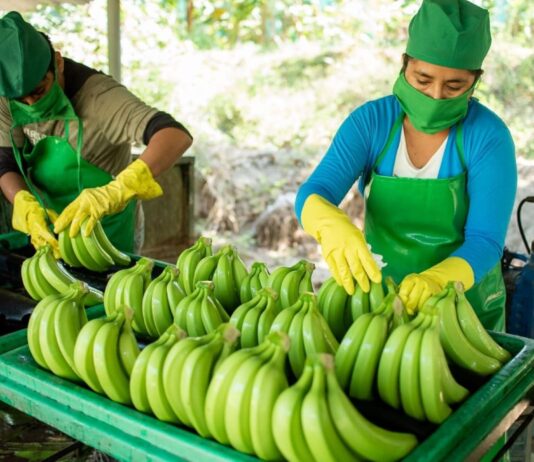 Gobierno Regional Piura diseña proyectos para impulsar cultivos de papa y banano Gobierno Regional Piura diseña proyectos para impulsar cultivos de papa y banano