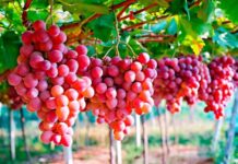 Lima será sede del Congreso Internacional de la uva de mesa 2025 Lima será sede del Congreso Internacional de la uva de mesa 2025