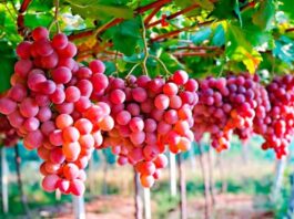 Lima será sede del Congreso Internacional de la uva de mesa 2025 Lima será sede del Congreso Internacional de la uva de mesa 2025