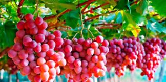 Lima será sede del Congreso Internacional de la uva de mesa 2025 Lima será sede del Congreso Internacional de la uva de mesa 2025