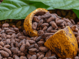 Cacao peruano gana protagonismo global en mercados premium y sostenibles Cacao peruano gana protagonismo global en mercados premium y sostenibles