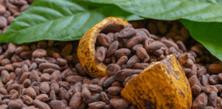 Cacao peruano gana protagonismo global en mercados premium y sostenibles Cacao peruano gana protagonismo global en mercados premium y sostenibles