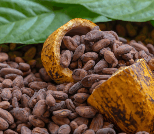 Cacao peruano gana protagonismo global en mercados premium y sostenibles Cacao peruano gana protagonismo global en mercados premium y sostenibles