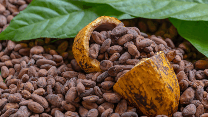 Cacao peruano gana protagonismo global en mercados premium y sostenibles