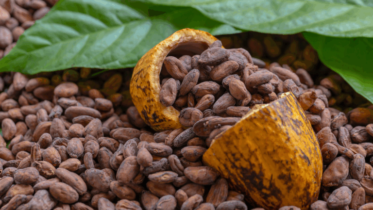 Cacao peruano gana protagonismo global en mercados premium y sostenibles