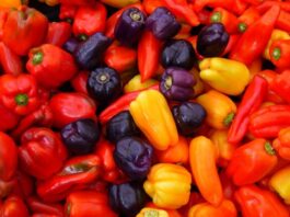 Exportaciones de ajíes y pimientos peruanos inician 2025 con buenas perspectivas y desafíos en inocuidad Exportaciones de ajíes y pimientos peruanos inician 2025 con buenas perspectivas y desafíos en inocuidad