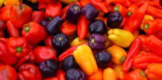 Exportaciones de ajíes y pimientos peruanos inician 2025 con buenas perspectivas y desafíos en inocuidad Exportaciones de ajíes y pimientos peruanos inician 2025 con buenas perspectivas y desafíos en inocuidad