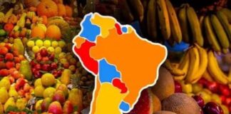 Agroexportación en Latinoamérica: conoce los países principales y sus productos Agroexportación en Latinoamérica: conoce los países principales y sus productos