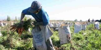 Congreso aprueba en primera votación la nueva Ley Agraria Congreso aprueba en primera votación la nueva Ley Agraria