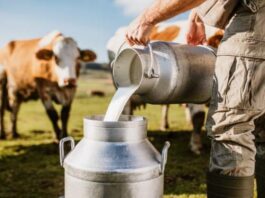 Perú exportó más de US$ 15 millones en leche evaporada hasta mayo de 2025 Perú exportó más de US$ 15 millones en leche evaporada hasta mayo de 2025