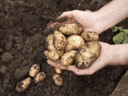Exportación de papa peruana alcanza los US$ 935 mil en el primer trimestre de 2025 Exportación de papa peruana supera los US$ 935 mil en el primer trimestre de 2025