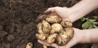 Exportación de papa peruana alcanza los US$ 935 mil en el primer trimestre de 2025 Exportación de papa peruana supera los US$ 935 mil en el primer trimestre de 2025