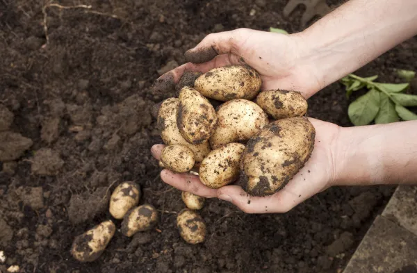 Exportación de papa peruana supera los US$ 935 mil en el primer trimestre de 2025