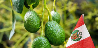 ProHass: Exportaciones de palta Hass peruana alcanzarían 655 mil toneladas en 2025 ProHass: Exportaciones de palta Hass peruana alcanzarían 655 mil toneladas en 2025