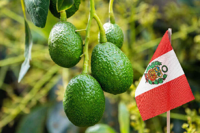ProHass: Exportaciones de palta Hass peruana alcanzarían 655 mil toneladas en 2025