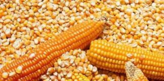 Producción nacional de maíz amarillo alcanzó 1.3 millones de toneladas Producción nacional de maíz amarillo duro llegó a 1.3 millones de toneladas