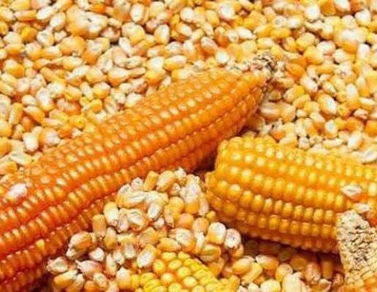 Producción nacional de maíz amarillo alcanzó 1.3 millones de toneladas Producción nacional de maíz amarillo duro llegó a 1.3 millones de toneladas