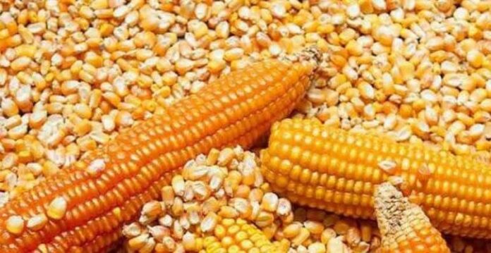 Producción nacional de maíz amarillo duro llegó a 1.3 millones de toneladas