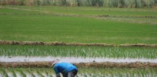 Piura: Agricultores del Chira inician campaña chica de arroz Piura: Agricultores del Chira inician campaña chica de arroz