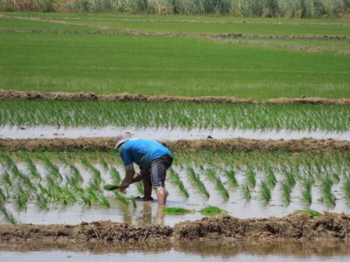 Piura: Agricultores del Chira inician campaña chica de arroz
