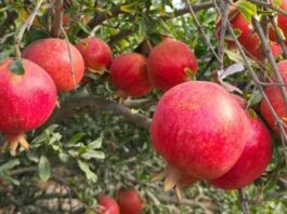 Granada peruana: exportaciones crecen 81% en volumen durante abril de 2025 Granada peruana: exportaciones crecen 81% en volumen durante abril de 2025