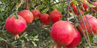 Granada peruana: exportaciones crecen 81% en volumen durante abril de 2025 Granada peruana: exportaciones crecen 81% en volumen durante abril de 2025