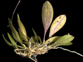 Investigadores descubren nueva especie de orquídea en la Amazonía peruana Investigadores descubren nueva especie de orquídea en la Amazonía peruana