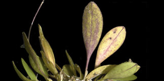 Investigadores descubren nueva especie de orquídea en la Amazonía peruana Investigadores descubren nueva especie de orquídea en la Amazonía peruana