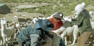 Tacna inicia campaña de vacunación y forraje para camélidos ante heladas invernales Tacna inicia campaña de vacunación y forraje para camélidos ante heladas invernales