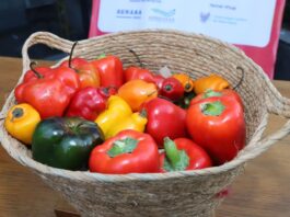 Exportaciones de capsicum peruano crecieron 11% entre enero y mayo, según Adex Exportaciones de capsicum peruano crecieron 11% entre enero y mayo, según Adex