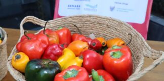 Exportaciones de capsicum peruano crecieron 11% entre enero y mayo, según Adex Exportaciones de capsicum peruano crecieron 11% entre enero y mayo, según Adex