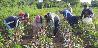 Más de mil agricultores de Piura se capacitan en control de plagas en algodón Más de mil agricultores de Piura se capacitan en control de plagas en algodón