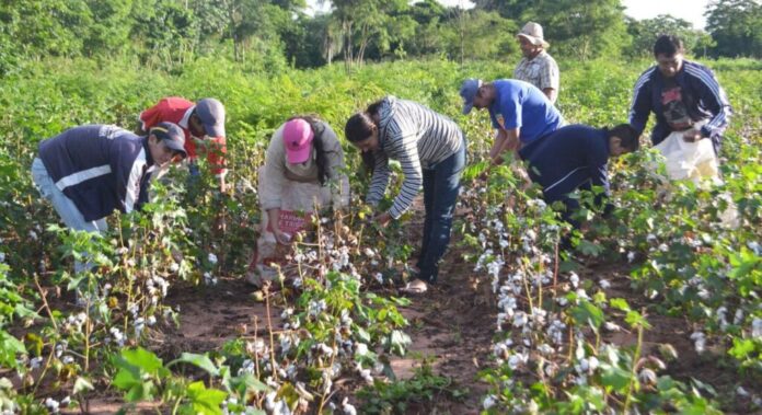 Más de mil agricultores de Piura se capacitan en control de plagas en algodón