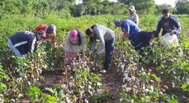 Más de mil agricultores de Piura se capacitan en control de plagas en algodón