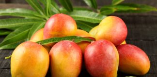 Piura: agroexportaciones crecen 38% entre enero y abril, impulsadas por demanda de mango Piura: agroexportaciones crecen 38 % entre enero y abril, impulsadas por demanda de mango