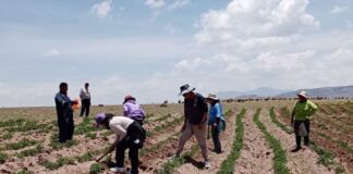 Los gremios agrarios rechazan bloqueos de carreteras realizados por mineros ilegales Gremios agrarios rechazan bloqueos de carreteras realizados por mineros ilegales