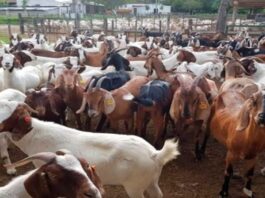 Piura: impulsarán entrega de mil reproductores caprinos a más de 70 organizaciones ganaderas Piura: impulsarán entrega de mil reproductores caprinos a más de 70 organizaciones ganaderas