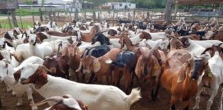 Piura: impulsarán entrega de mil reproductores caprinos a más de 70 organizaciones ganaderas Piura: impulsarán entrega de mil reproductores caprinos a más de 70 organizaciones ganaderas