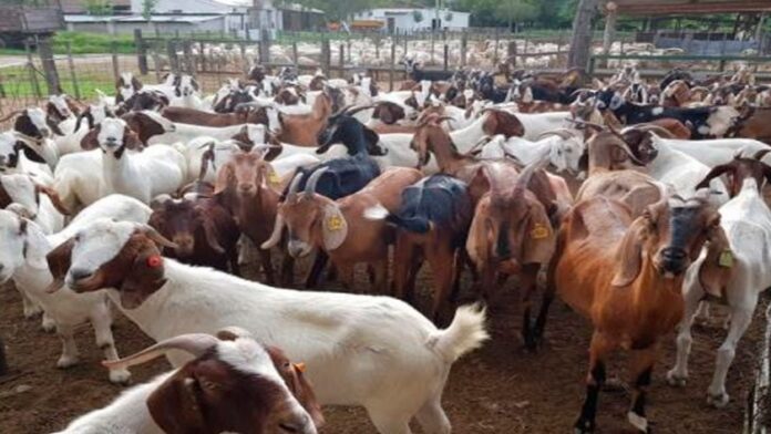 Piura: impulsarán entrega de mil reproductores caprinos a más de 70 organizaciones ganaderas